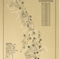 Plantation at Sea Island Golf Club Outline (Print)